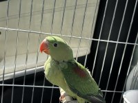 Bebek alexander papağanımız