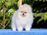 Teddy bear pomeranian yavruları