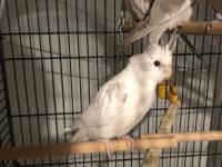 Yavru Sultan Papağanları 4-5 Aylık