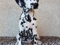 Irk Garantili Dalmaçyalı Yavruları