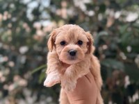 Yavru Maltipoo Köpeği