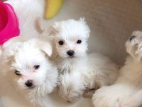 Maltese Terrier Ultra Mini Yavrularımız