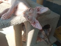 Sağlıklı Sfenks Yavru Kediler