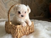 Maltese Terrier Bebek Köpekler