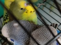 Yeni Yeme Düşmüş Muhabbet Kuşu Yavrular