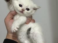 Sevimli oyuncu yavru kediler