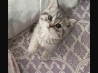 Yavru Ve Minik Kedimiz