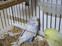 Mutasyon Üst Vasıf Show Muhabbet Kuşu Yavrular