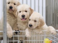 Sevimli golden retriever yavruları
