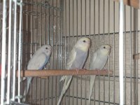 Ele Alıştırmalık Eşsiz Renklerde Muhabbet Kuşu Yavrular