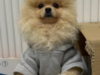 Pomeranian Boo Sevimli Ayı Yüz