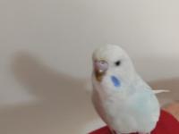 Jumbo Kırığı Dişi Muhabbet Kuşu