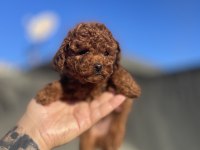 Red Brown Toy Poodle Yavrular