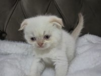 Scottish Fold Cinnamon