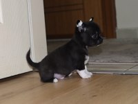 Kısa Tüylü Erkek Chihuahua