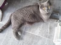 Sevgi Dolu British Shorthair 3.5 Yaşında
