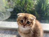 Kusursuz Güzellik Scottish Fold Yavrular