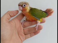 Wc Eğitimli El Besleme Konur