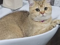 British Shorthair Golden Özel Irk Ny25 Black