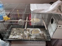 Çift Sultan Papağanı Açıklamayı Oku