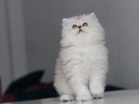 Full Şecereli Babadan Teslime Hazır British Longhair Dişi