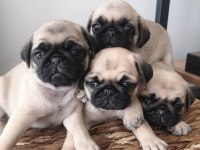 Namı değer pug köpekler rıfkı