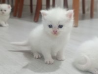 British Yavrular Sahiplendirilecektir