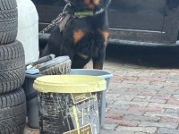 Hastasına Uyumlu Rottweiler Acill