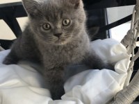 British Shorthair Yavruları