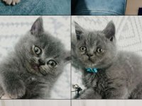 Dost Canlısı British Shorthair