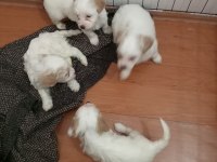 Acil Satılık Köpekler