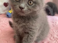 Bal Bebek Kediler Yeni Yuvalarını Arıyor