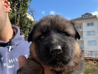 Orjinal alman kurdu yavrusu