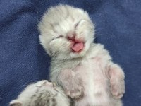 2 British Shorthair 1 Tane Scottish