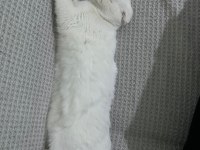 Pamuk Scottish Fold Kedim