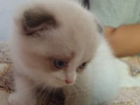 Scottish Shorthair Fold Bicolor