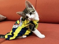 2 Sevimli Erkek Kardeş Kediye Sıcak Yuva Aranıyor!