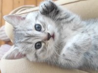 2 British Shorthair 1 Tane Scottish