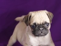 Irk Garantili Pug Yavruları