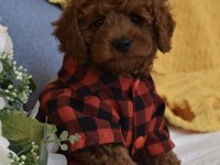 Irk ve sağlık garantili poodle bebekler