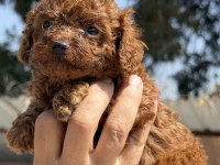 Toy Poodle Minik Kalplerin Büyük Neşesi!
