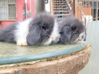 Safkan Tavşan Yavruları Her İle Gönderim