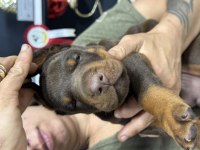 European Doberman Yavrular