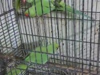 Ele kola alıştırmalık konuşturmalık yavru pakistan