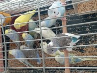 25-35 Günlük Yavru - Damızlık Ve Yavru Garantili Muhabbet Kuşu Çiftler