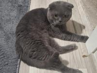 Kısırlaştırıp Sahiplendirilecek Scottish Fold