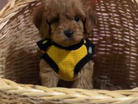 Harika Koyu Kahve Maltipoo Bebeğimiz