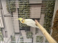 Yavru Sultan Papağanı