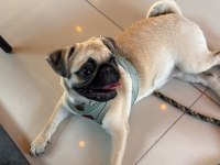 8 aylık dişi çok enerjik çok oyuncu pug