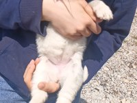 Uygun Fiyata Sağlıklı Husky Yavrular